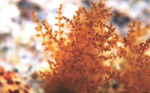 
          Imagem ilustrativa da imagem Do mar para o campo: algas ganham valor na agricultura e nutrição animal
          