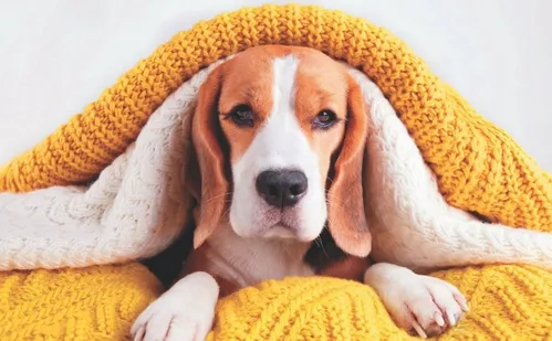 
          Imagem ilustrativa da imagem Esfriou? Veja dicas para proteger o seu pet da baixa temperatura
          