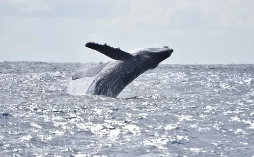 
          Imagem ilustrativa da imagem Espetáculo de baleias no litoral do Espírito Santo
          