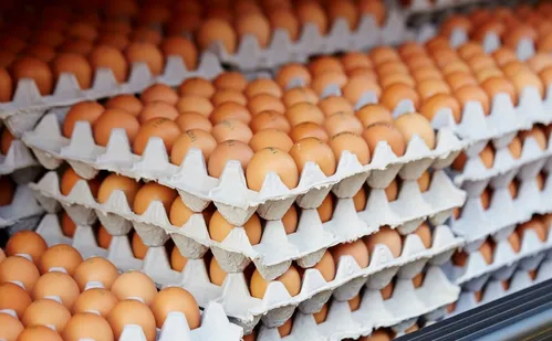 
          Imagem ilustrativa da imagem Espírito Santo bate recorde de exportações de ovos em meio à crise de gripe aviária
          