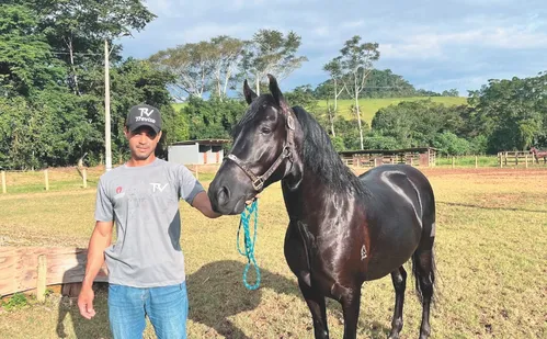 
          Imagem ilustrativa da imagem Exposição de cavalos e shows em Alfredo Chaves
          