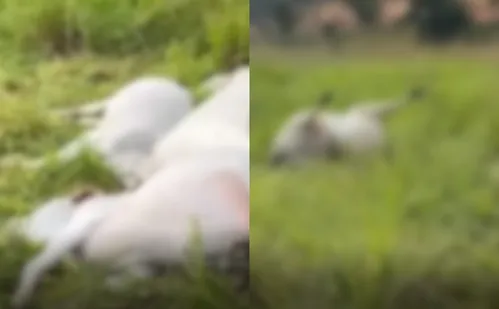 
          Imagem ilustrativa da imagem Fio de alta tensão cai em pasto e mata quinze animais no ES
          