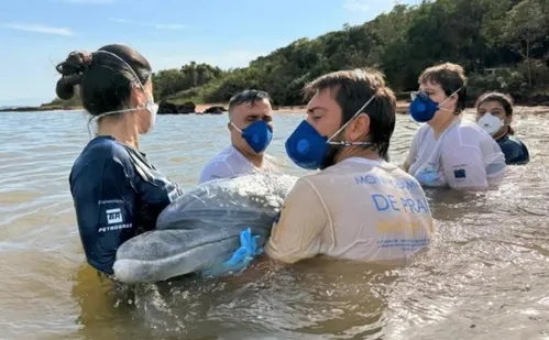 
          Imagem ilustrativa da imagem Golfinho “gigante” é resgatado após encalhar em praia no ES
          