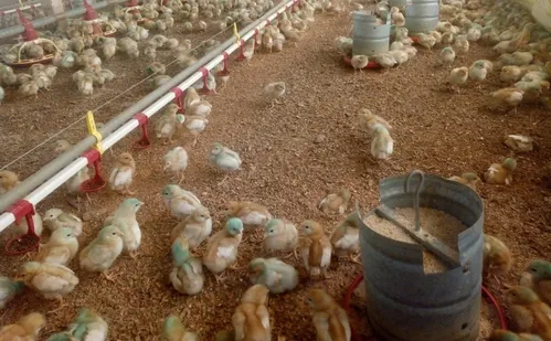 
          Imagem ilustrativa da imagem Há risco de consumir carne de frango em meio aos casos de gripe aviária?
          