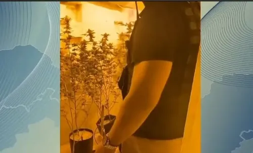 
          Imagem ilustrativa da imagem Homem autorizado a cultivar maconha medicinal exagerou no plantio e foi preso
          