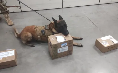 
          Imagem ilustrativa da imagem Homem é preso em flagrante ao receber 400g de haxixe pelos Correios no ES
          