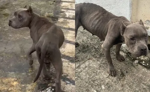 
          Imagem ilustrativa da imagem Homem é preso por maus-tratos a cachorro em Vila Velha
          