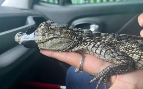 
          Imagem ilustrativa da imagem Jacaré é resgatado em casa na Barra do Jucu, em Vila Velha
          