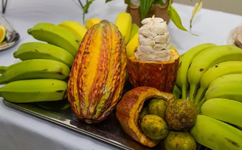 
          Imagem ilustrativa da imagem Linhares lança curso técnico gratuito em Fruticultura. Veja como se inscrever
          