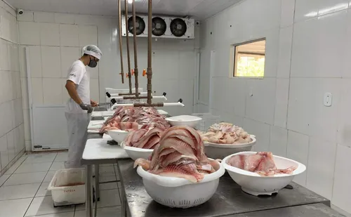 
          Imagem ilustrativa da imagem Muniz Freire avança na criação de tilápias após fortalecimento do cooperativismo
          