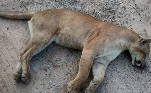 
          Imagem ilustrativa da imagem Onça-parda é encontrada morta às margens de rodovia no Sul do ES
          