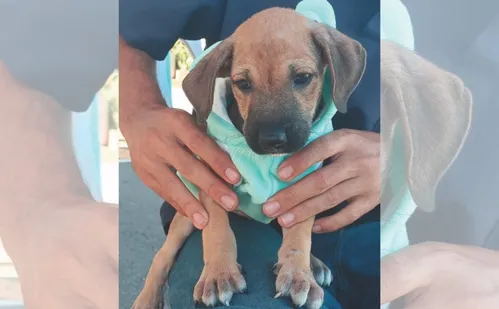 
          Imagem ilustrativa da imagem Pai e mãe de pet: saiba como criar o “RG animal”
          