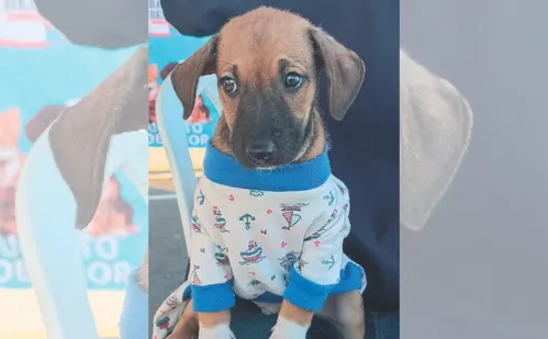 
          Imagem ilustrativa da imagem Pai e mãe de pet: saiba como criar o “RG animal”
          