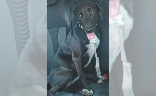 
          Imagem ilustrativa da imagem Pai e mãe de pet: saiba como criar o “RG animal”
          