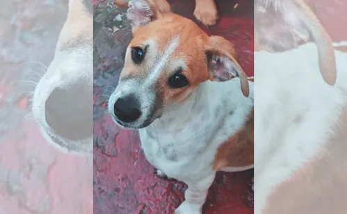 
          Imagem ilustrativa da imagem Pai e mãe de pet: saiba como criar o “RG animal”
          