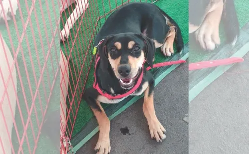 
          Imagem ilustrativa da imagem Pai e mãe de pet: saiba como criar o “RG animal”
          