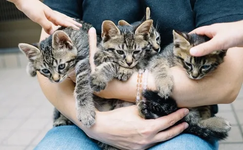 
          Imagem ilustrativa da imagem Parque da Prainha recebe evento de adoção de cães e gatos
          