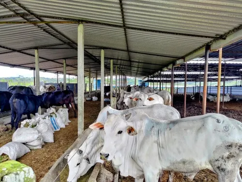 
          Imagem ilustrativa da imagem Pernambuco é reconhecido como zona livre de febre aftosa sem vacinação pela OMSA
          