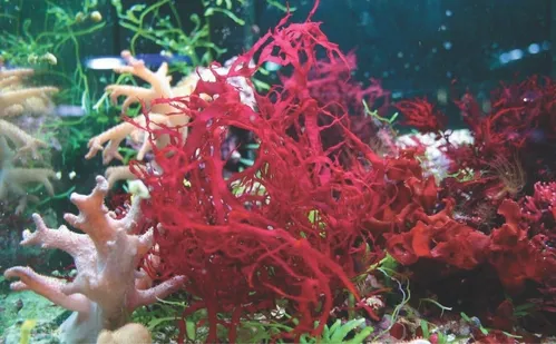 
          Imagem ilustrativa da imagem Pesquisas no ES revelam uso sustentável de algas contra pragas na lavoura
          