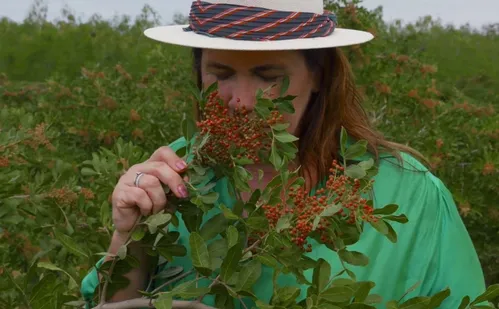 
          Imagem ilustrativa da imagem Pimenta-rosa do Espírito Santo é usada na fabricação de perfumes famosos
          