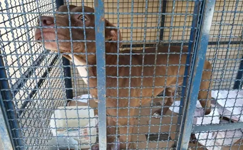 
          Imagem ilustrativa da imagem Pitbull invade escola municipal no Rio e fere seis crianças
          