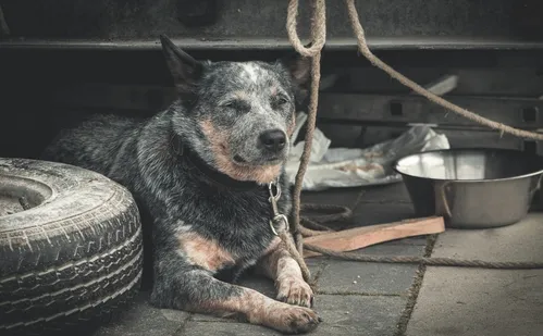 
          Imagem ilustrativa da imagem Polícia já resgatou 120 animais por maus-tratos este ano no ES
          