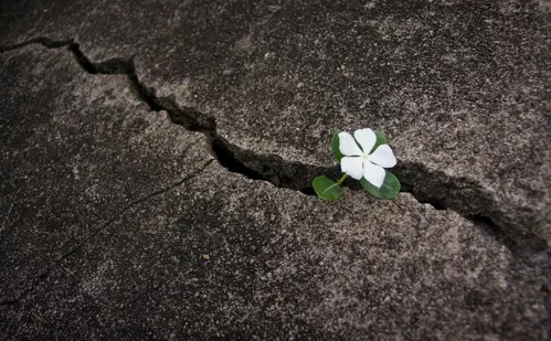 
          Imagem ilustrativa da imagem Resiliência Feminina: quando a fragilidade é força
          