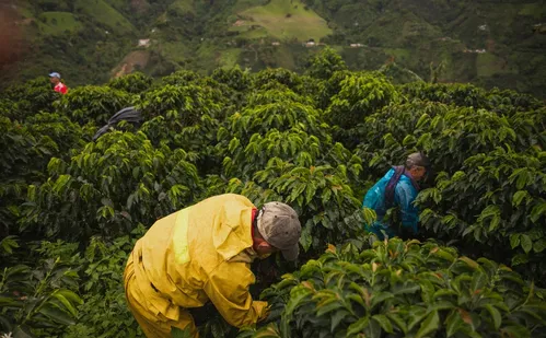 
          Imagem ilustrativa da imagem "Vou pagar R$ 12 mil por mês a colhedor de café", anuncia agricultor do ES
          