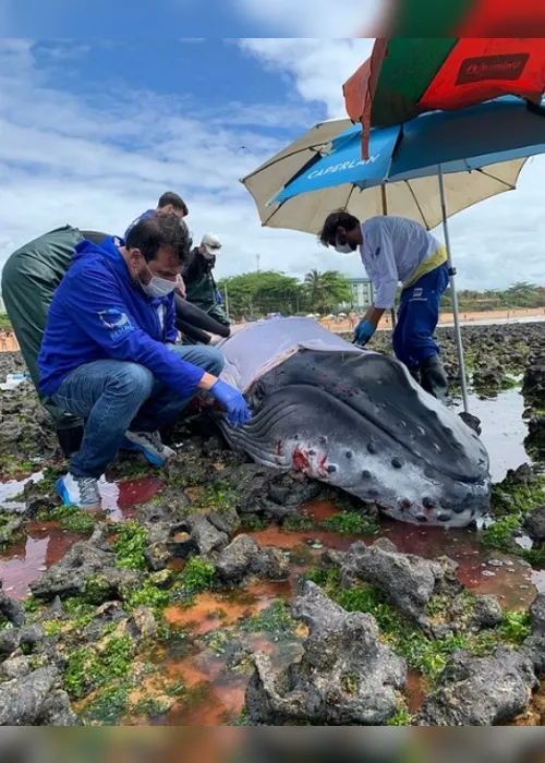 Imagem ilustrativa da imagem Aquário gigante para turismo e estudos em Guarapari