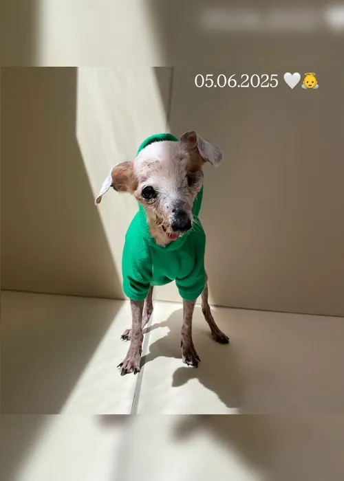 Imagem ilustrativa da imagem Morreu Pingo. O "cão fóssil' de 21 anos de idade