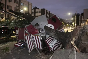 Imagem ilustrativa da imagem Árvore cai e atinge foodtruck em Jardim da Penha