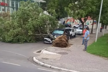 Imagem ilustrativa da imagem Grande Vitória tem registros de quedas de árvores após ventos fortes
