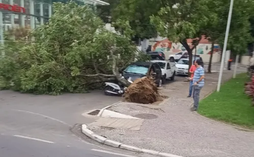 
          Imagem ilustrativa da imagem Grande Vitória tem registros de quedas de árvores após ventos fortes
          
