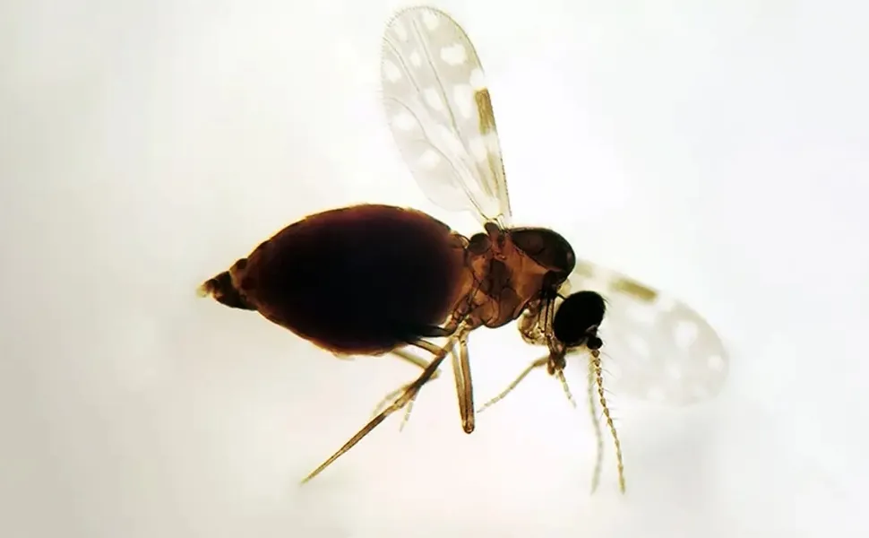 Imagem ilustrativa da imagem Antes restrita à Amazônia, febre oropouche se espalha pelo país