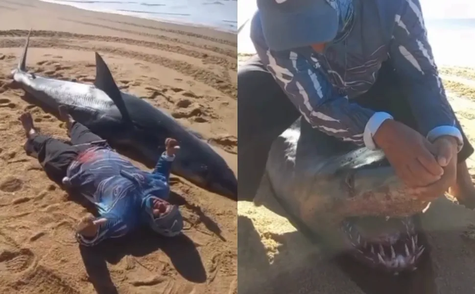 Imagem ilustrativa da imagem Especialistas explicam chance de tubarão no ES