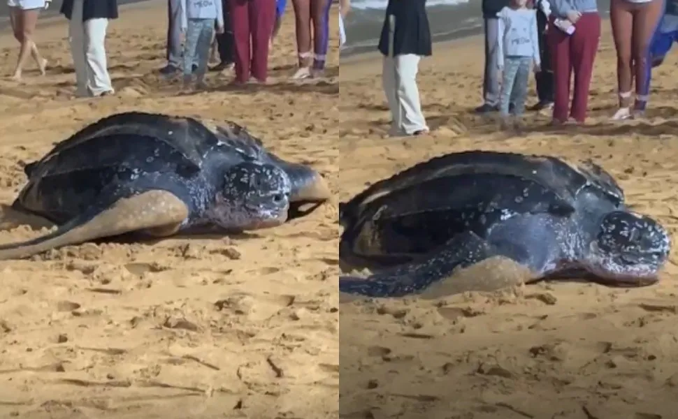 Imagem ilustrativa da imagem Espécie de tartaruga gigante ameaçada de extinção é vista na praia de Jacaraípe
