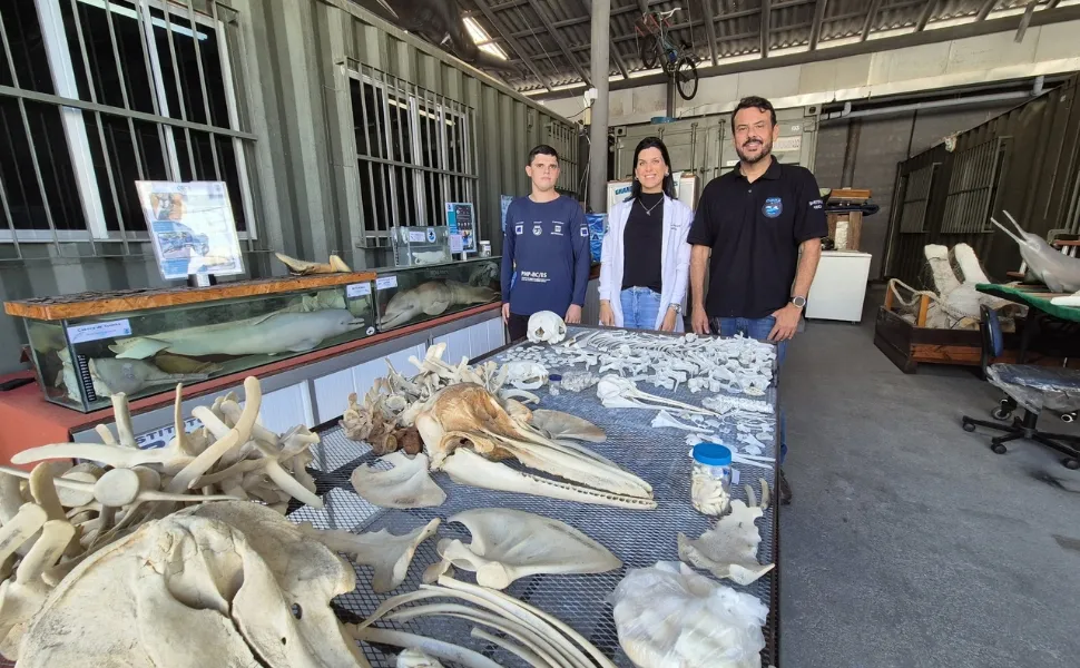 Imagem ilustrativa da imagem Guarapari tem maior museu de animais marinhos do País