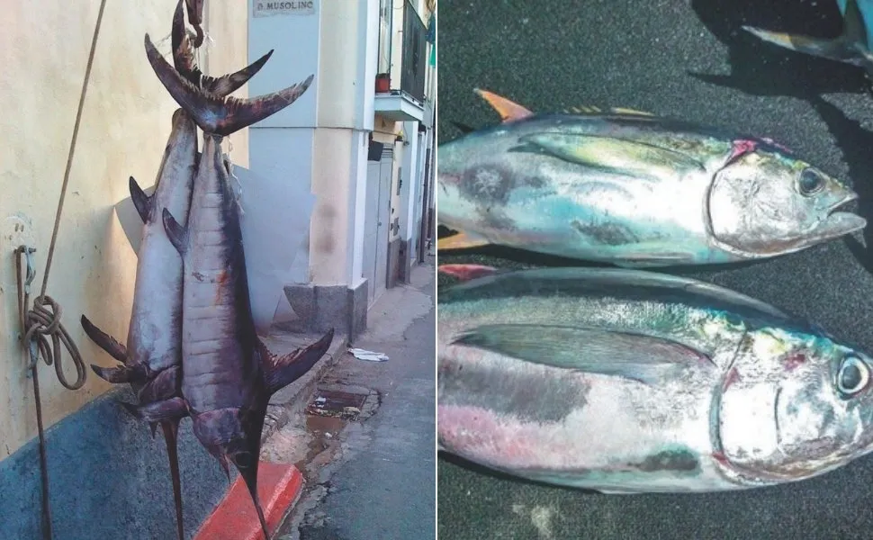 Imagem ilustrativa da imagem Mais de mil pescadores podem parar de trabalhar