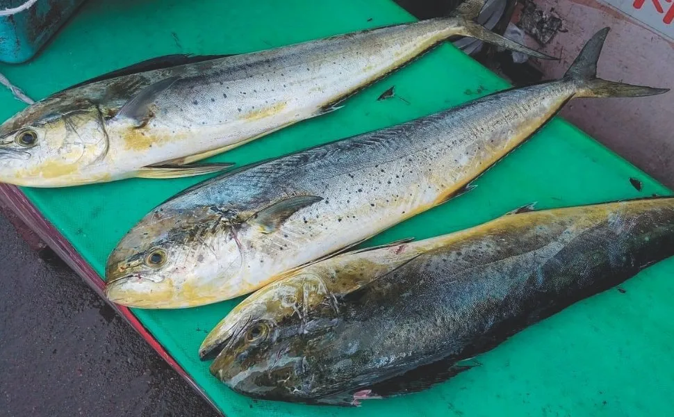 Imagem ilustrativa da imagem Mais de mil pescadores podem parar de trabalhar