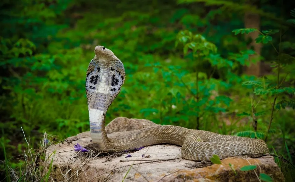 Imagem ilustrativa da imagem Menino de dois anos morde e mata cobra venenosa após ser atacado em casa