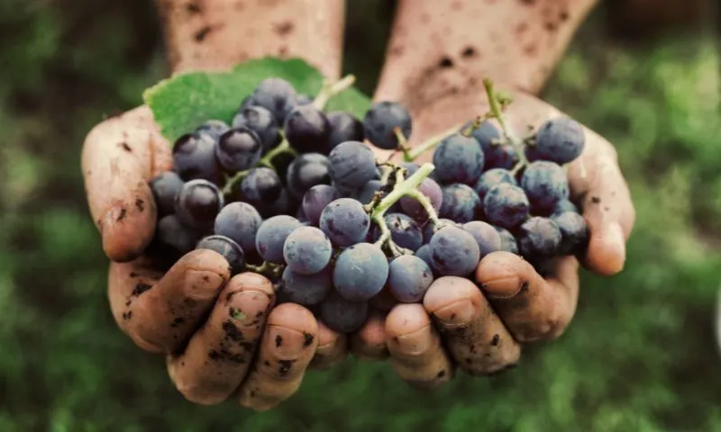 Imagem ilustrativa da imagem Safra agrícola de Pernambuco deve ter queda de 41,9% em 2025, aponta IBGE