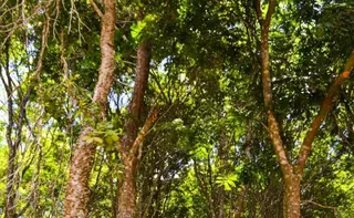 Imagem ilustrativa da imagem Pau-Brasil produzido de forma legalizada no ES é usado para violinos e violões
