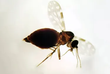 Imagem ilustrativa da imagem Antes restrita à Amazônia, febre oropouche se espalha pelo país