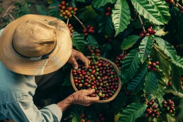 Imagem ilustrativa da imagem Café leva cidades fora da Grande Vitória a liderar em novos empregos