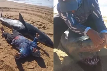 Imagem ilustrativa da imagem Especialistas explicam chance de tubarão no ES