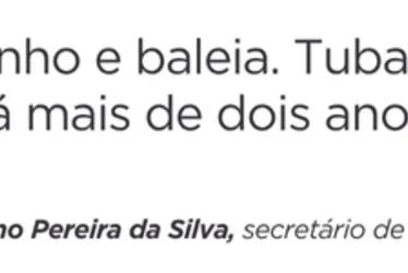Imagem ilustrativa da imagem Especialistas explicam chance de tubarão no ES