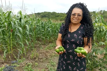 Imagem ilustrativa da imagem Galinhas, licores e cisternas: uma brecha no tempo que sustenta vidas no Cabo