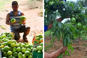 Imagem ilustrativa da imagem Galinhas, licores e cisternas: uma brecha no tempo que sustenta vidas no Cabo