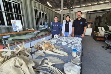 Imagem ilustrativa da imagem Guarapari tem maior museu de animais marinhos do País