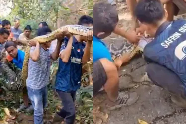 Imagem ilustrativa da imagem Homem desaparecido é encontrado morto dentro de cobra de 8 metros na Indonésia